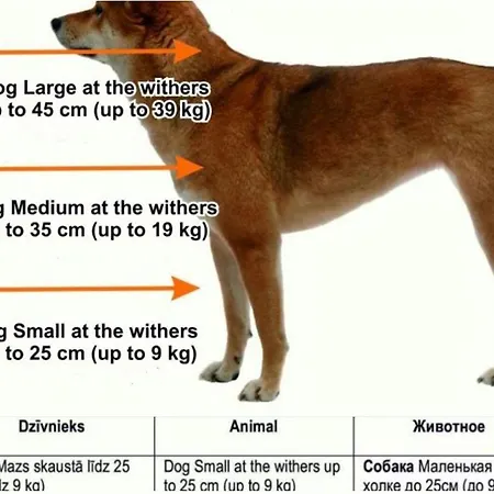 דירה Stylish In *